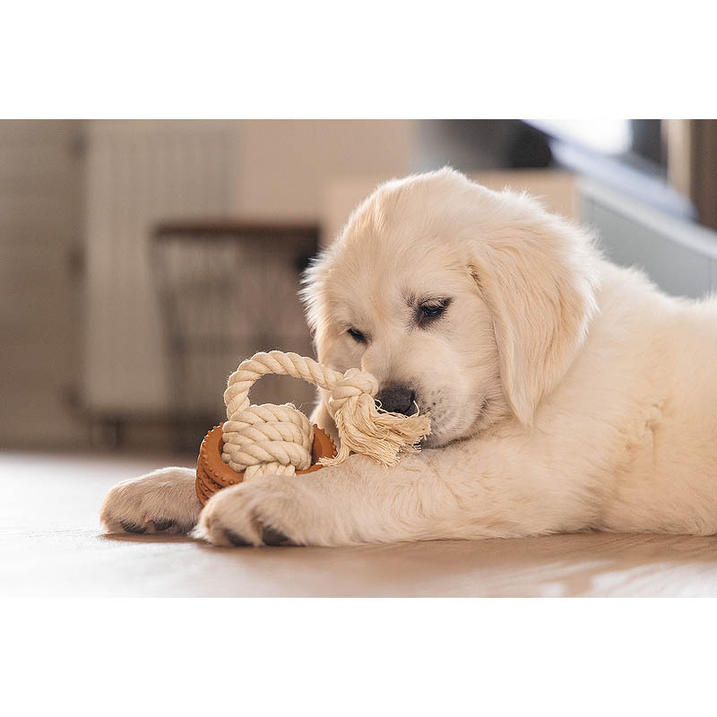 Beeztees Puppy Dental Spielseil Fem Spielspaß und Zahnpflege für Welpen S