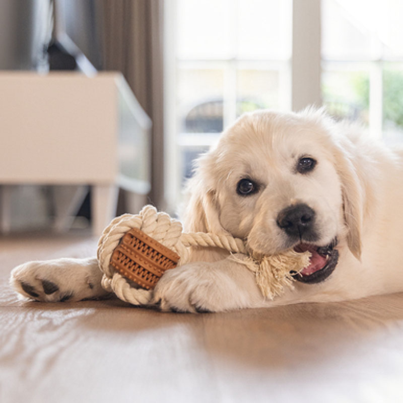 Beeztees Puppy Dental Spielseil Fem Spielspaß und Zahnpflege für Welpen S