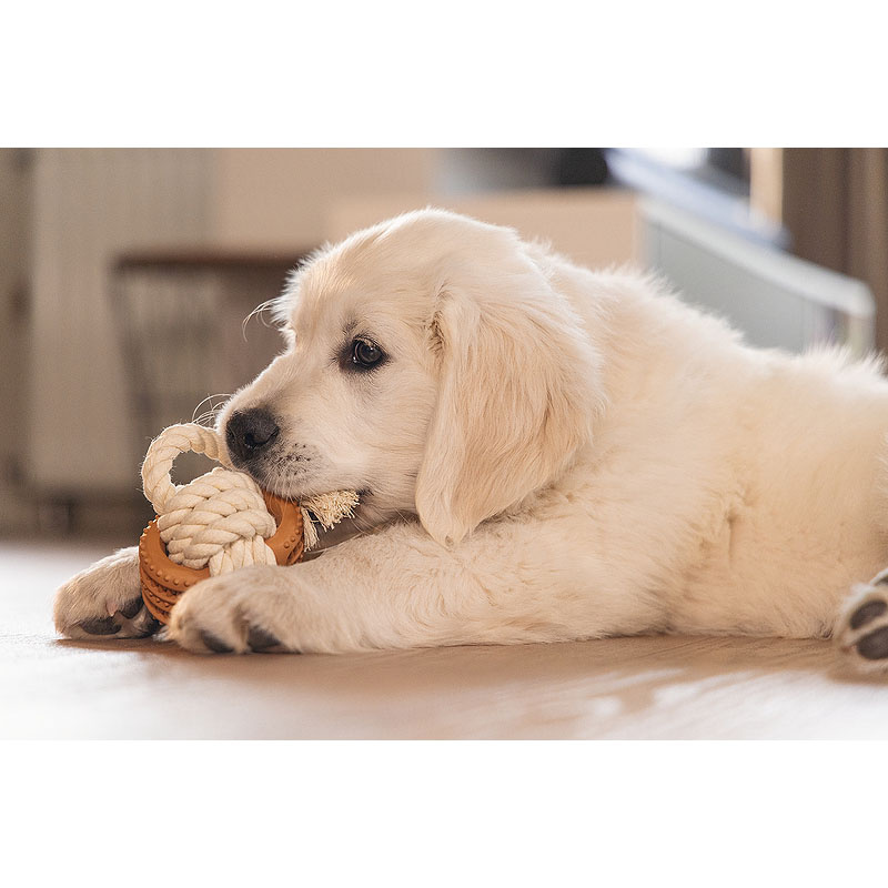 Beeztees Puppy Dental Spielseil Fem Spielspaß und Zahnpflege für Welpen S