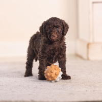 Beeztees Puppy Spielball Denise für Welpen