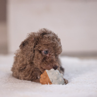 Beeztees Puppy Spielball Denise für Welpen