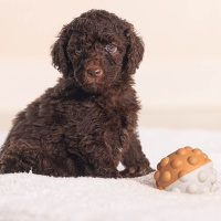 Beeztees Puppy Spielball Denise für Welpen S