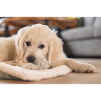 Beeztees Puppy Spielball Denise für Welpen M