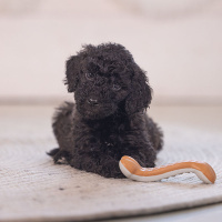 Beeztees Puppy Dental Gummi Knochen Nens für Welpen S
