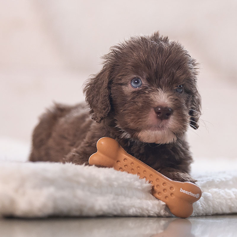 Beeztees Puppy Dental Gummi Knochen Nens für Welpen M