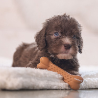 Beeztees Puppy Dental Gummi Knochen Nens für Welpen M