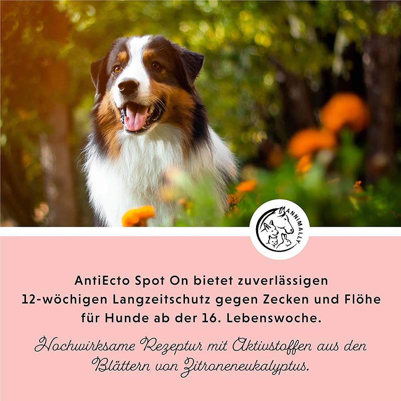 ANNIMALLY Anti Ecto Spot On Zecken- & Flohschutz für Hunde S (4-10kg)