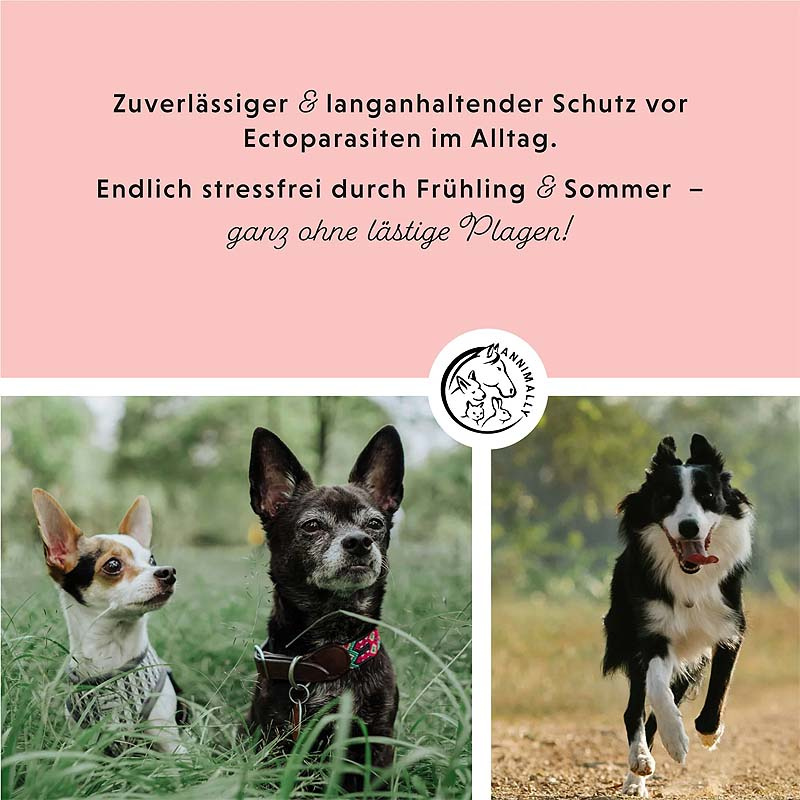 ANNIMALLY Anti Ecto Spot On Zecken- & Flohschutz für Hunde S (4-10kg)