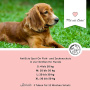 ANNIMALLY Anti Ecto Spot On Zecken- & Flohschutz für Hunde S (4-10kg)