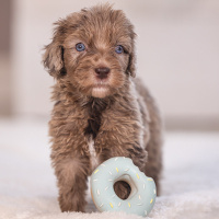 Beeztees Puppy Donuts JUM Kauspielzeug für deinen Welpen MINT
