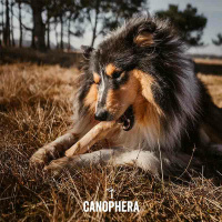 CANOPHERA Hundekaustab aus Kaffeeholz M