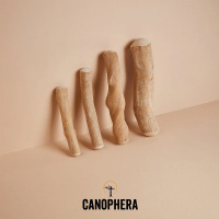 CANOPHERA Hundekaustab aus Kaffeeholz M