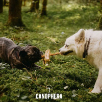 CANOPHERA Hundekauspielzeug aus Kaffeeholz und Kokosseil M