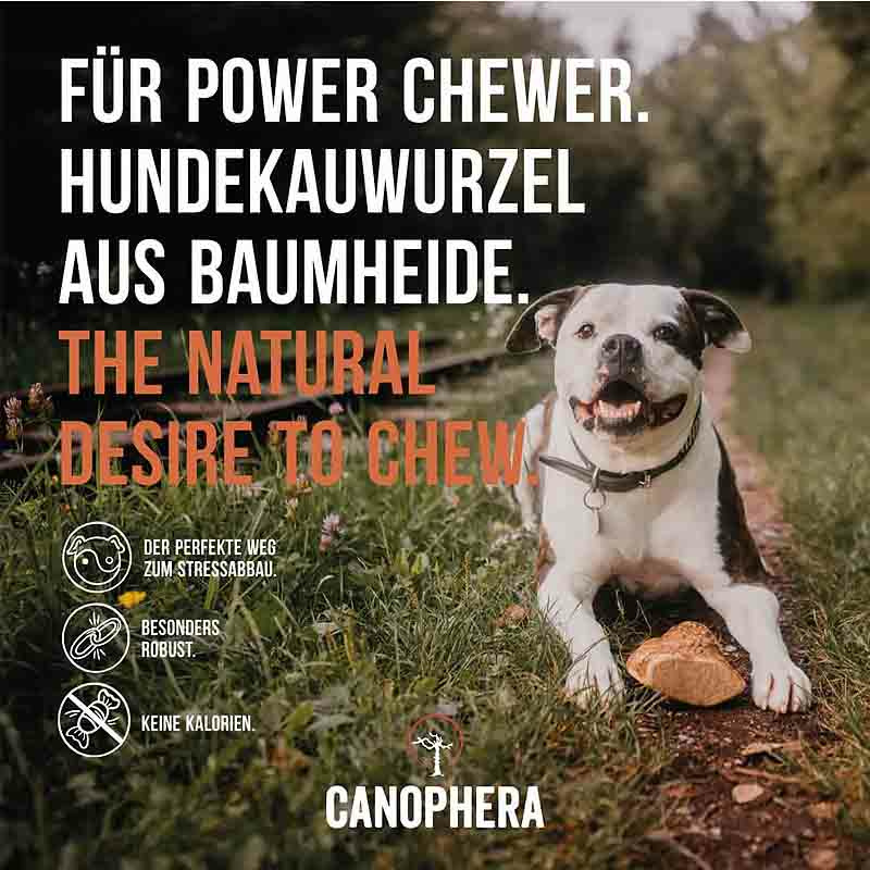 CANOPHERA Hundekauwurzel aus Baumheide S