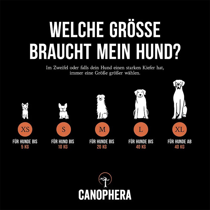 CANOPHERA Hundekauwurzel aus Baumheide S