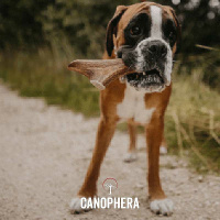 CANOPHERA Hundekaustange aus Rothirschgeweih XL