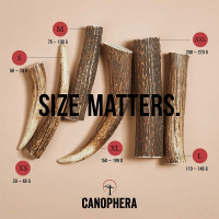 CANOPHERA Hundekaustange aus Rothirschgeweih XXL