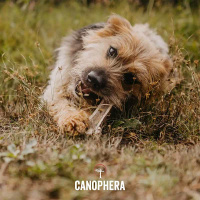 CANOPHERA Hundekaustange aus einer Rothirschgeweihhälfte M