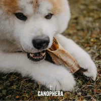 CANOPHERA Hundekauhorn vom Schaf S