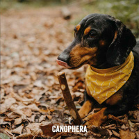 CANOPHERA Hundekaustab aus Olivenholz XXS