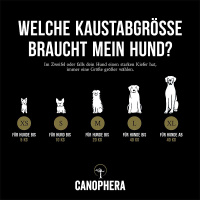 CANOPHERA Hundekaustab aus Olivenholz XXS