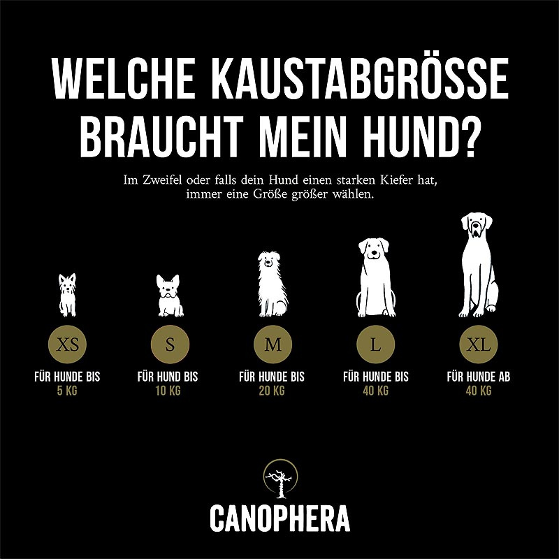 CANOPHERA Hundekaustab aus Olivenholz S