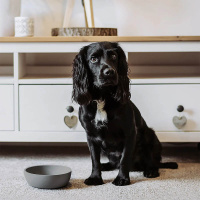 District 70 BAMBOO Hundenapf Futternapf Wassernapf grau S  D:14 cm (570 ML)