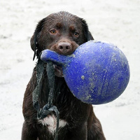 Jolly Tug-n-Toss  toller Spielball für Hunde rot M 15cm