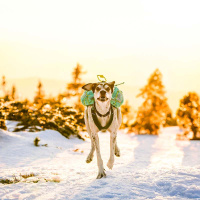 Non-stop dogwear Light Dog Backpack Hunderucksack teal petrol XL