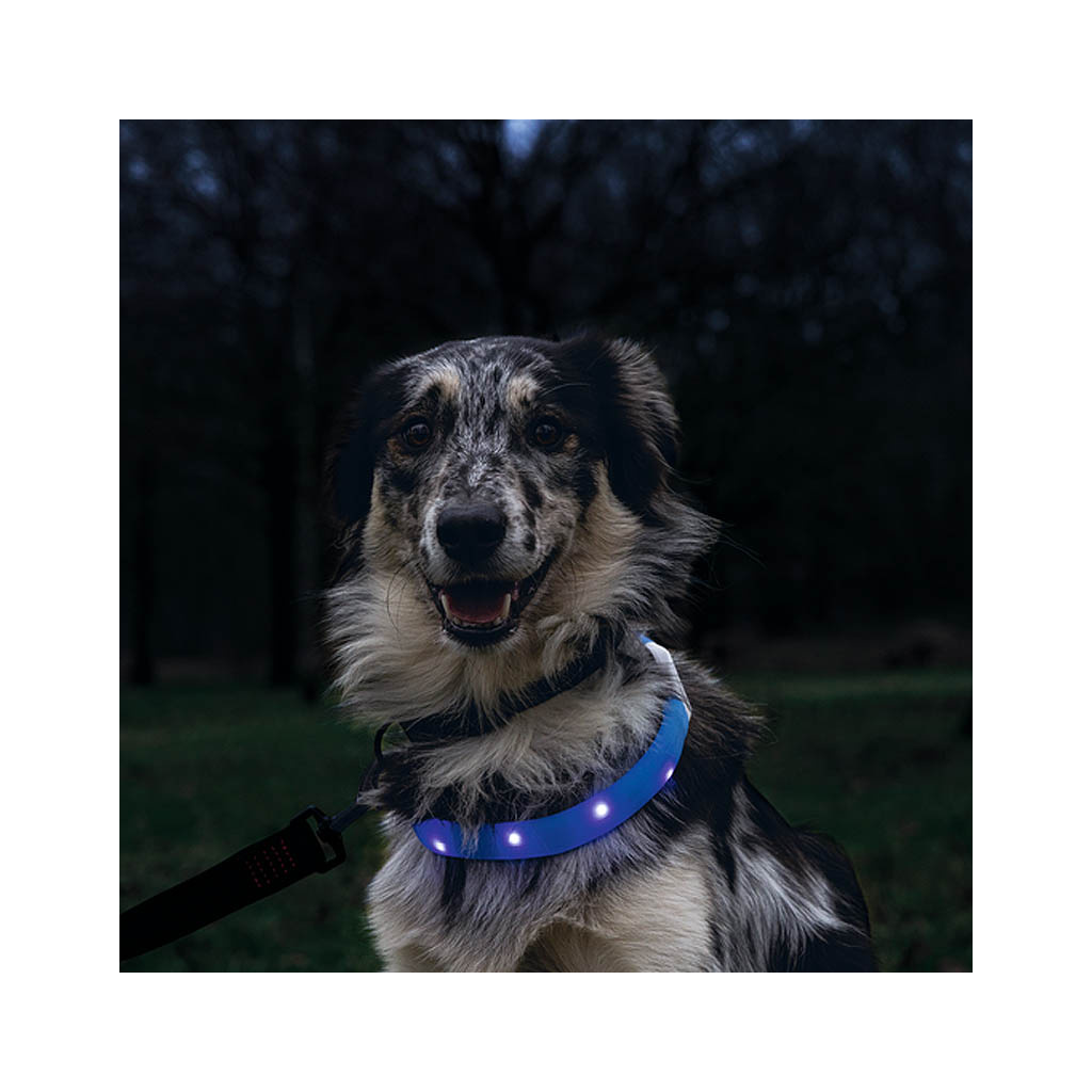 Beeztees Safety Gear Glowy LED | bei PITUPITA, 15,99