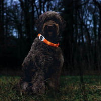 Beeztees LED Leuchthalsband breit für Langhaar Hunde