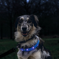 Beeztees LED Leuchthalsband breit für Langhaar Hunde blau
