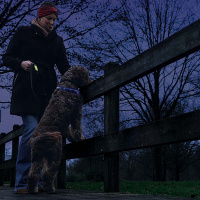 Beeztees Safety Gear Dogini LED Leuchthalsband 70cm für Hunde