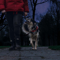 Beeztees Safety Gear Dogini LED Leuchthalsband 70cm für Hunde gelb
