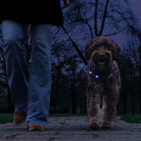 Beeztees Safety Gear Dogini LED Leuchthalsband 70cm für Hunde grün