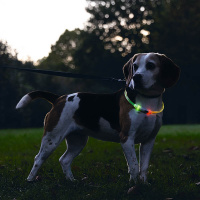 Beeztees Safety Gear Dogini LED Leuchthalsband 70cm für Hunde bunt