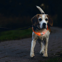 Beeztees Safety Gear Dogini LED Leuchthalsband 70cm für Hunde bunt