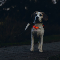 Beeztees Safety Gear Dogini LED Leuchthalsband 35cm für kleine Hunde rot
