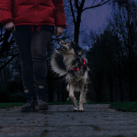 Beeztees Safety Gear Dogini LED Leuchthalsband 35cm für kleine Hunde rot