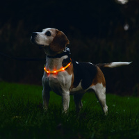 Beeztees Safety Gear Dogini LED Leuchthalsband 35cm für kleine Hunde gelb