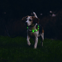 Beeztees Safety Gear Dogini LED Leuchthalsband 35cm für kleine Hunde grün