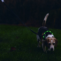 Beeztees Safety Gear Dogini LED Leuchthalsband 35cm für kleine Hunde grün