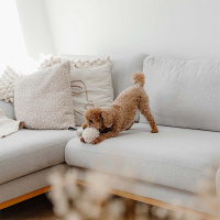 District 70 CHUCK kuscheliges Hundespielzeug mit Quietscher