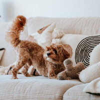 District 70 ZIGGY Kuschelspielzeug für Hunde taupe braun S