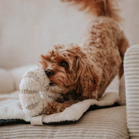 District 70 DAISY rundes Schnüffelspielzeug für Hunde taupe braun S