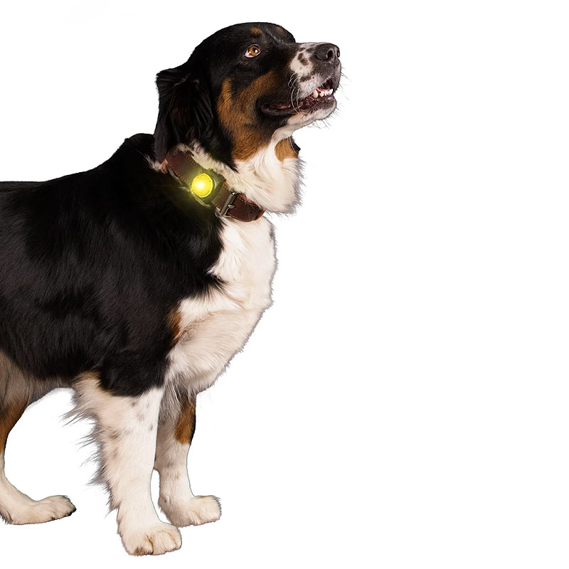 NIGHTWALK Safety Light Hundelicht Sicherheitslicht