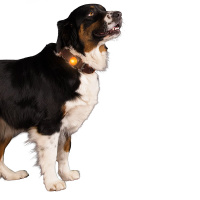 NIGHTWALK Safety Light Hundelicht Sicherheitslicht orange