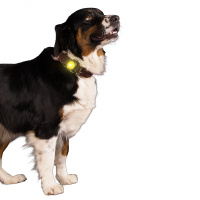 NIGHTWALK Safety Light Hundelicht Sicherheitslicht blau