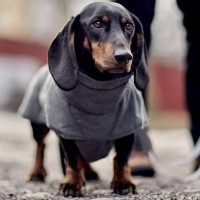 Hurtta Wintermantel Expedition Parka 2 blackberry grau 65