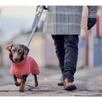 Hurtta Expedition Parka II – Wintermantel für Hunde strawberry rot 65